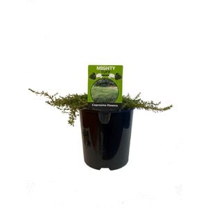 1.9L Coprosma Hawera - Coprosma acerosa