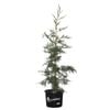 330mm Leighton Green Conifer - Cupressocyparis leylandii