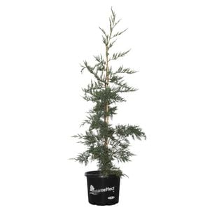 330mm Leighton Green Conifer - Cupressocyparis leylandii