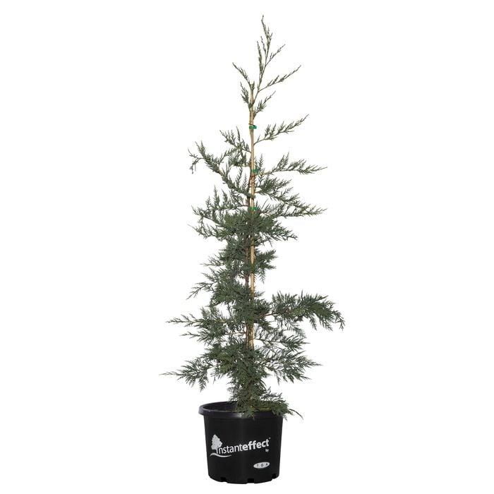 330mm Leighton Green Conifer - Cupressocyparis leylandii