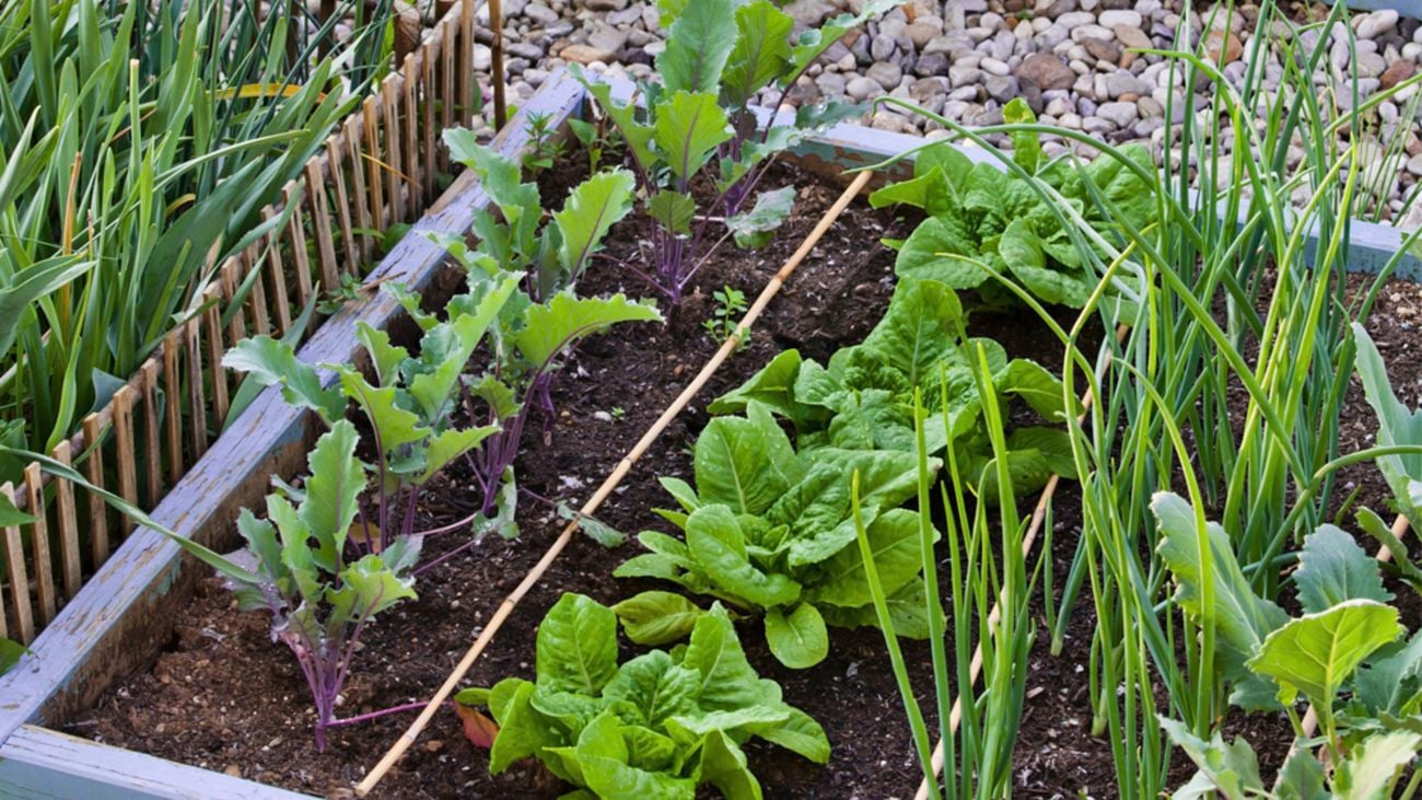 A lush green garden with several raised garden bed with vegetables and flowers