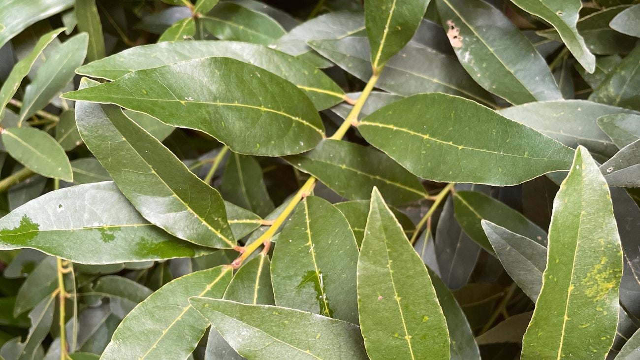 Close-up of a bay leaf.