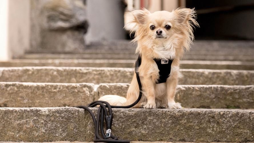 Little dog with harness staring out 