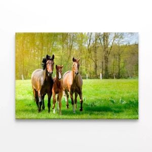 Horses Frolic In a Paddock  Print 100% Australian Made 90 x 60cm  (Stretched)