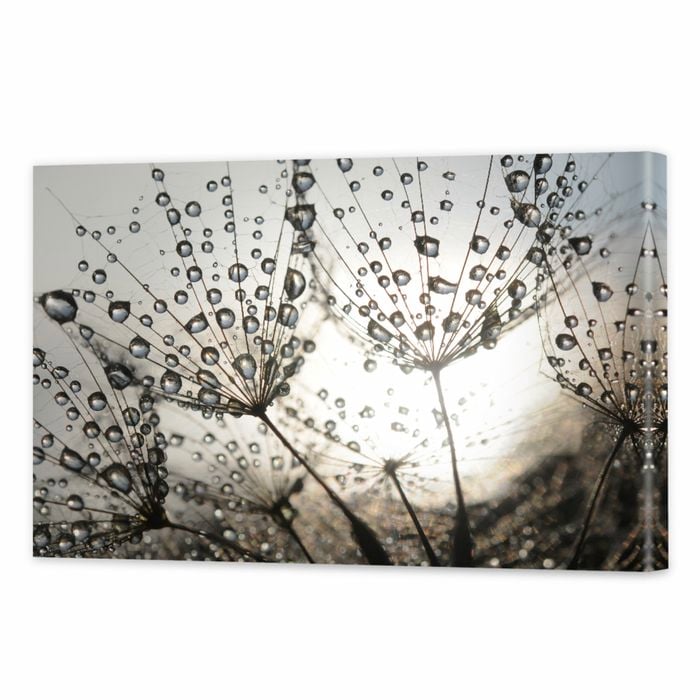 Dandelion Dew Drops | 75 x 50cm Stretched Canvas Print