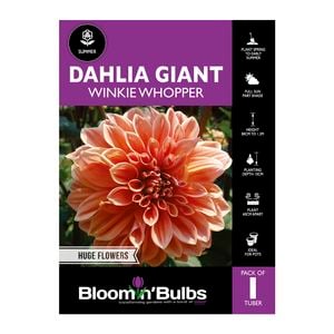 Bloomin Bulbs Dahlia Winkie Whopper - 1 Pack