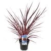 180mm Cordyline Electric Pink - Cordyline banksii Sprilecpink