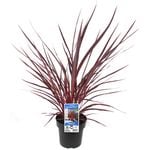 180mm Cordyline Electric Pink - Cordyline banksii Sprilecpink