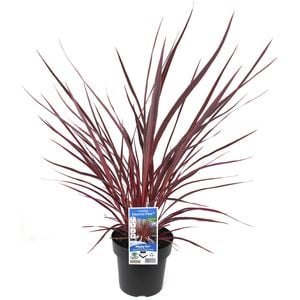 180mm Cordyline Electric Pink - Cordyline banksii Sprilecpink