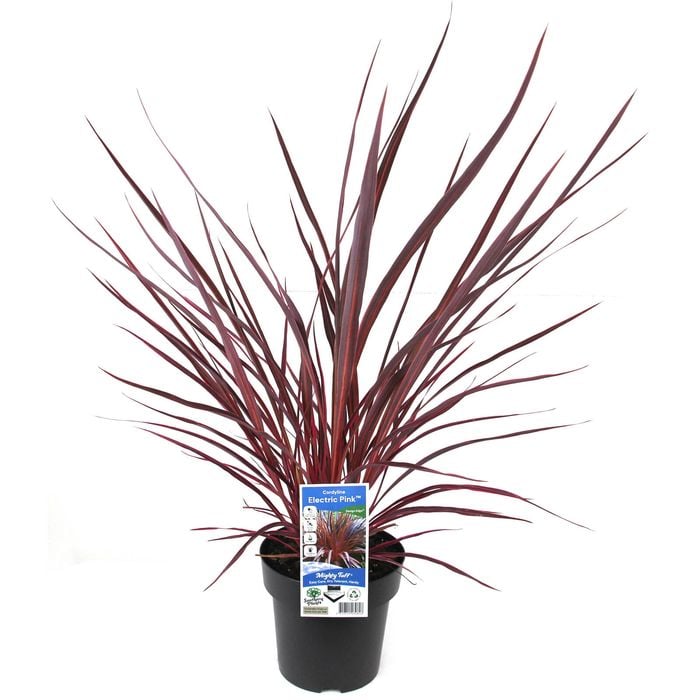 180mm Cordyline Electric Pink - Cordyline banksii Sprilecpink