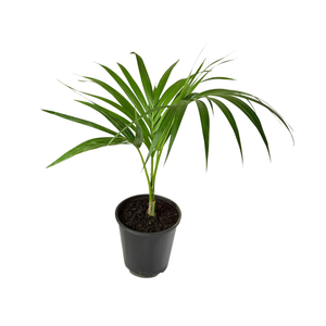 3.3L Kentia Palm - Howea forsteriana