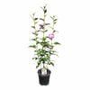 200mm Cold Hardy Hibiscus - Hibiscus syriacus Heidi