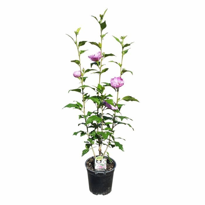 200mm Cold Hardy Hibiscus - Hibiscus syriacus Heidi