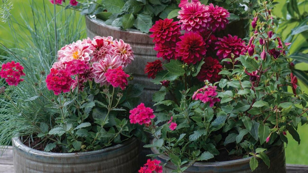 Pinks flowers grow on two potted plants.