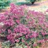 200mm Crepe Myrtle - Lagerstroemia spp. New Orleans