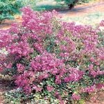 200mm Crepe Myrtle - Lagerstroemia spp. New Orleans