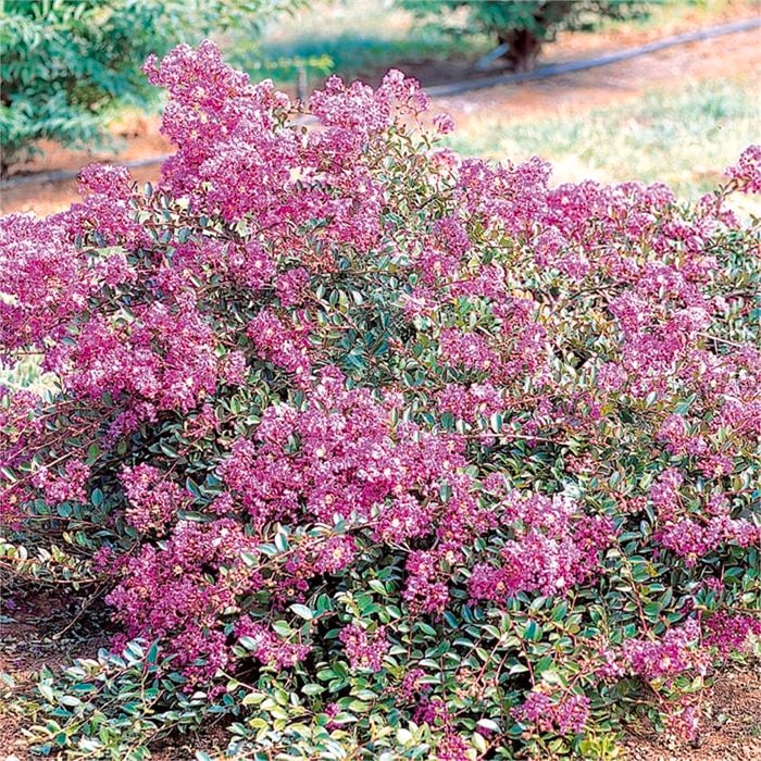 200mm Crepe Myrtle - Lagerstroemia spp. New Orleans