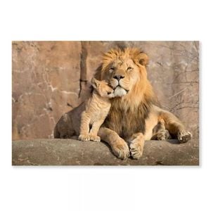 Male African Lion  Print 100% Australian Made 150 x 100cm  (Acrylic)