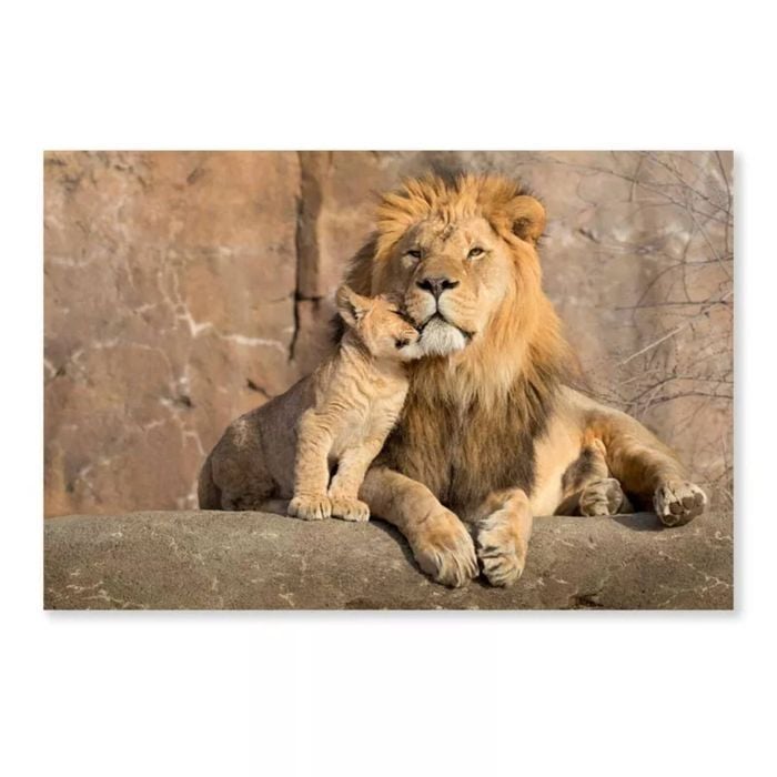 Male African Lion  Print 100% Australian Made 150 x 100cm  (Acrylic)