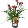 140mm Bush Inferno Kangaroo Paw - Anigozanthos hybrid 'Bush Inferno'