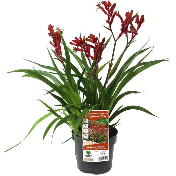 140mm Bush Inferno Kangaroo Paw - Anigozanthos hybrid 'Bush Inferno'