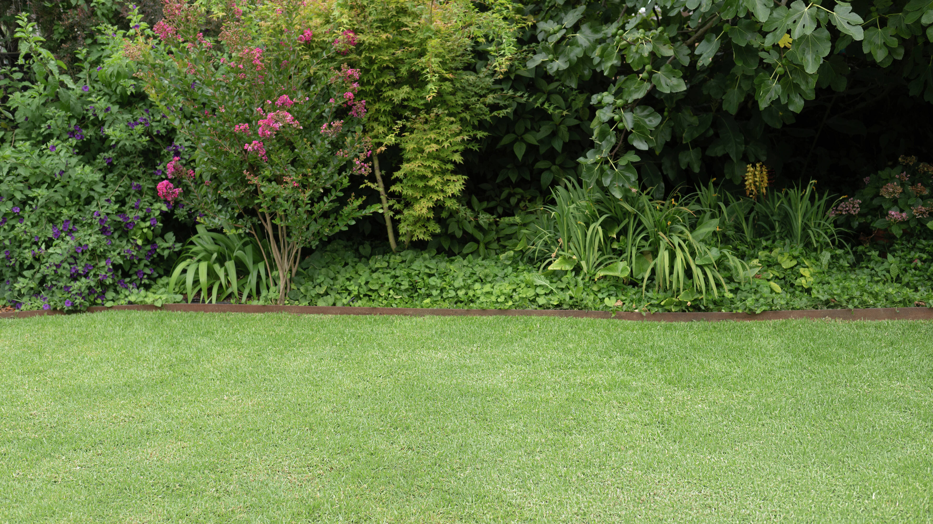 No mow grass bunnings hotsell