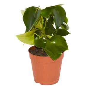 120mm Peperomia - Peperomia polybotrya
