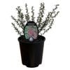 Gardening Solutionz 15cm Leptospermum Coral Candy 