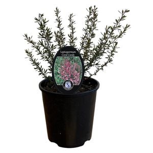 Gardening Solutionz 15cm Leptospermum Coral Candy 