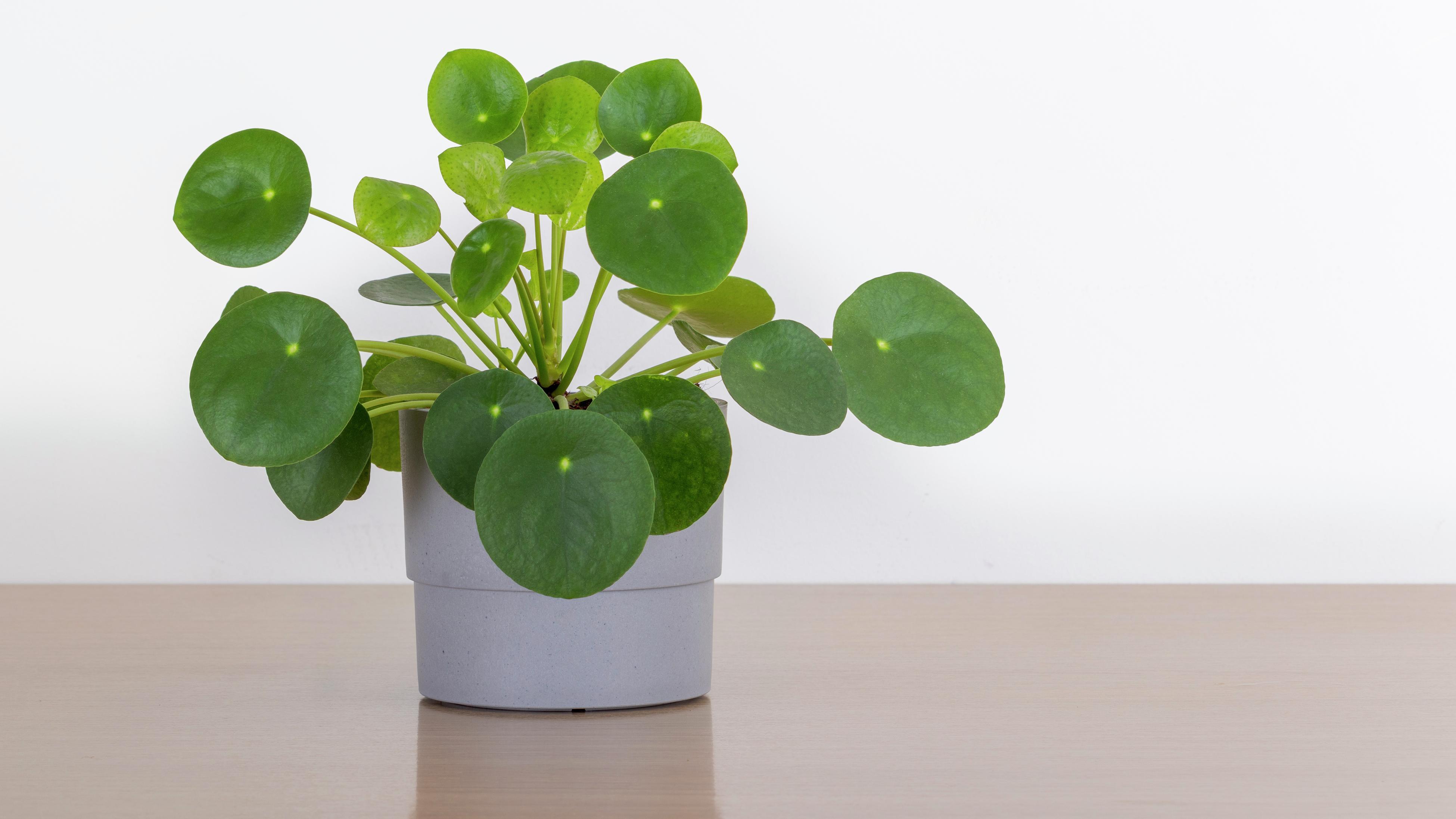 monstera variegata preis MONSTERA DELICIOSA VARIEGATA MINT online kaufen bei potflourri main image 1
