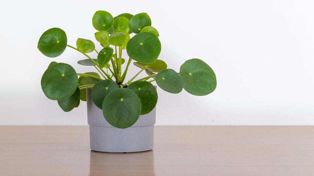 A Chinese money plant in a small pot on a bench with round green leaves.
