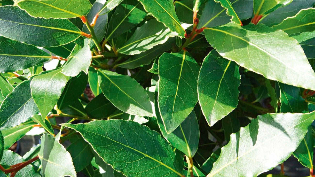 close up of green Bay tree leaves.