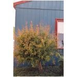 Incredible Edibles® Plant Pomegranate 3L