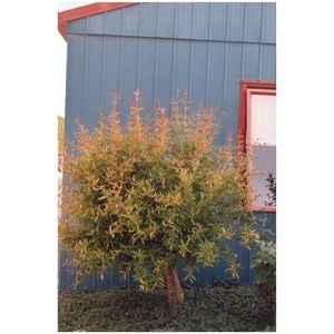 Incredible Edibles® Plant Pomegranate 3L