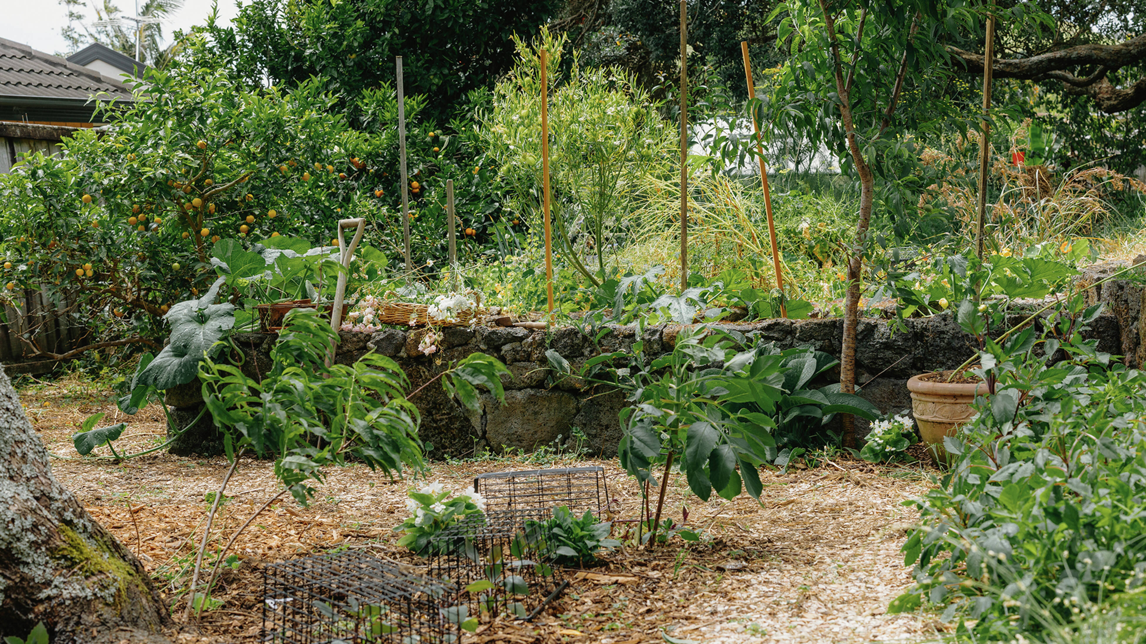 Bri’s backyard is a working example of biodiverse garden ideas in action.