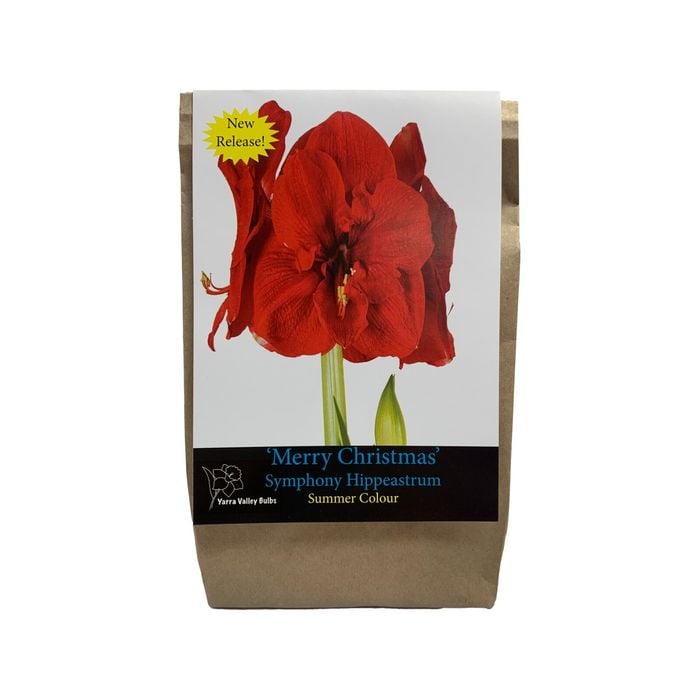 Yarra Valley Bulbs Hippeastrum Merry Christmas - 1 Pack