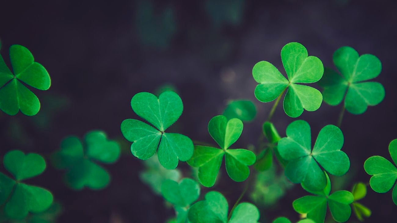 close up of shamrock plants