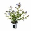 170mm Plumbago Royal Cape - Plumbago hybrid