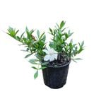 2L Radicans - Gardenia radicans