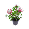 200mm Protea Little Prince - Protea cynaroides