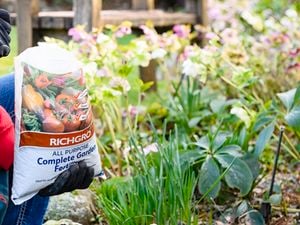 Person holding a bag of RichGro garden fertiliser