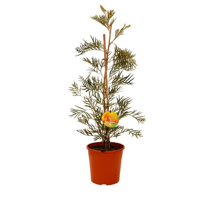 200mm Grevillea Ned Kelly - Grevillea banksii Bipinnatifida