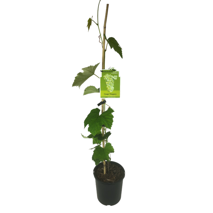 3L Grape Niagara - Vitis species - Incredible Edibles Range