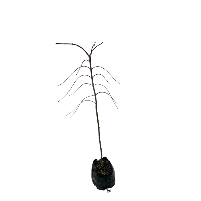 15L Maple - Acer palmatum Tamuke Yama