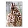 Closeup Of Cute Giraffes  Print 100% Australian Made 90 x 120cm  (Acrylic)