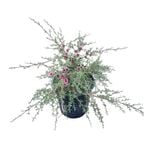 4L Tea Tree - Leptospermum scoparium Pink Cascade