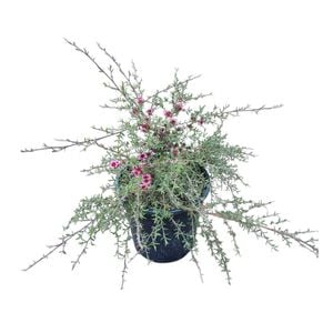 4L Tea Tree - Leptospermum scoparium Pink Cascade