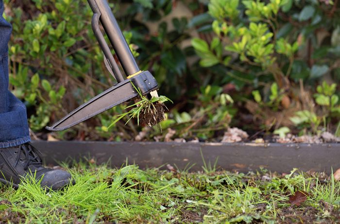 Close-up of a hand weeding tool lifting grass and weeds from a garden bed beside a lawn edge.