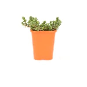85mm Stonecrop - Sedum star Carpet