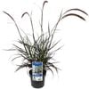 140mm Rubrum Purple Fountain Grass - Pennisetum advena